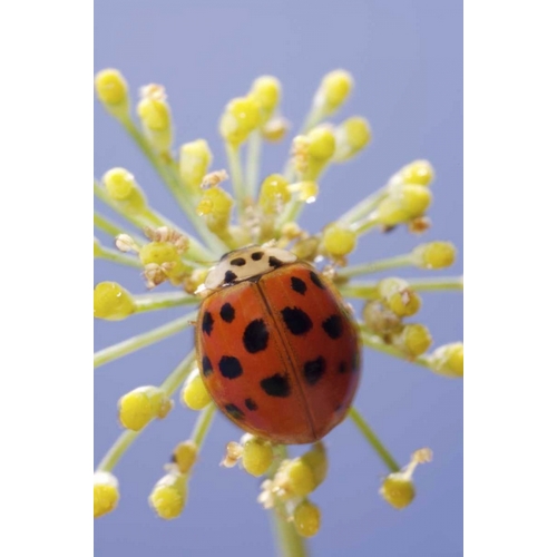 California, San Diego, A lady beetle on a flower